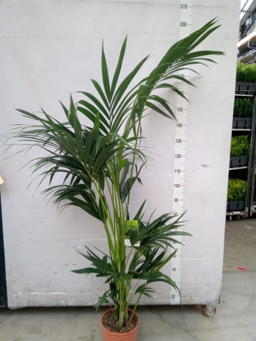 <h4>Howea forsteriana</h4>