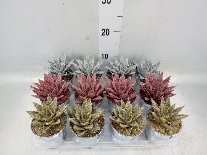 <h4>Echeveria   ...</h4>