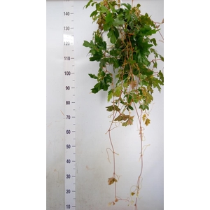 Cissus rhombifolia 'Ellen Danica'