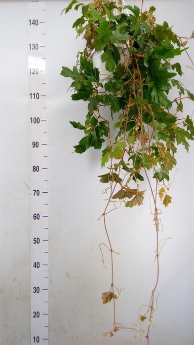 <h4>Cissus rhombifolia 'Ellen Danica'</h4>