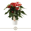 Anthurium Andreanum Royal Red Champion