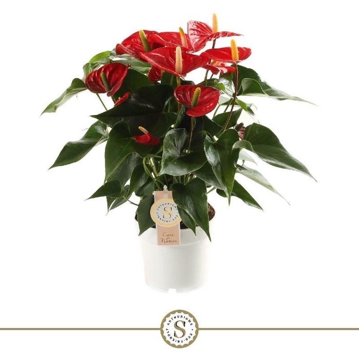 <h4>Anthurium Andreanum Royal Red Champion</h4>