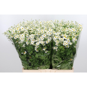 Tanacetum Pa Single Vegmo