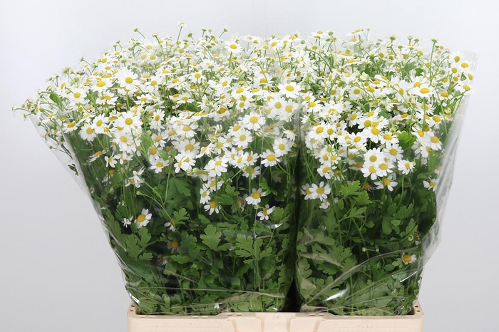 <h4>Tanacetum Pa Single Vegmo</h4>