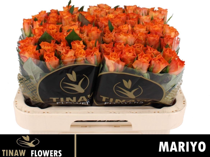 <h4>R Gr Mariyo!</h4>