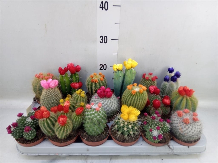 <h4>Cactus   ...decorated</h4>