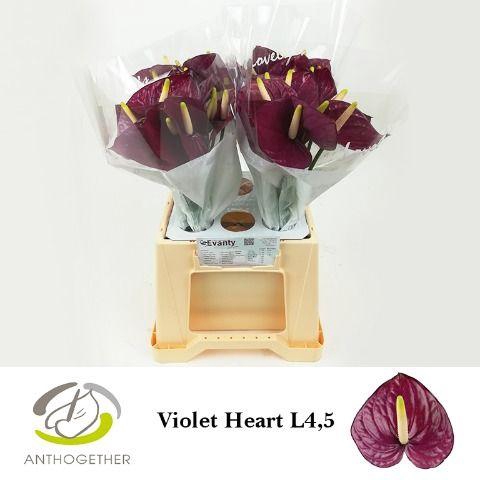 <h4>Anthurium Violet Heart</h4>