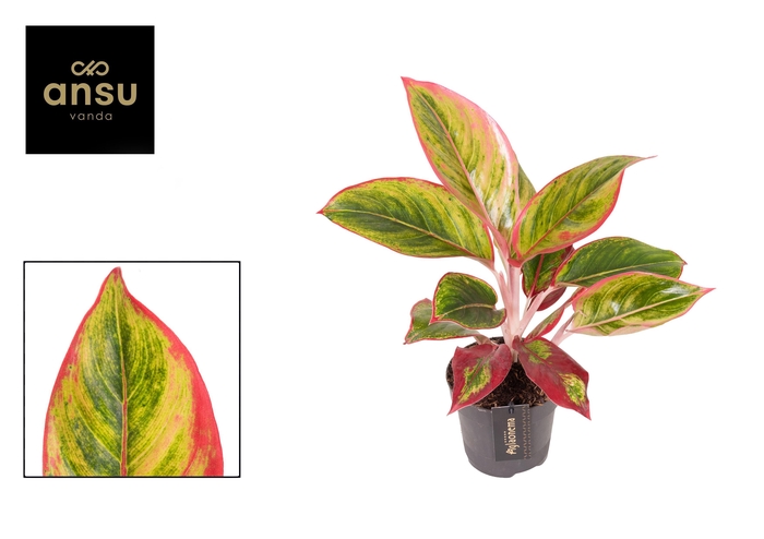 <h4>Aglaonema Jamaica Red</h4>