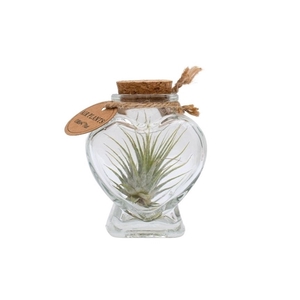 Tillandsia heart bottle small