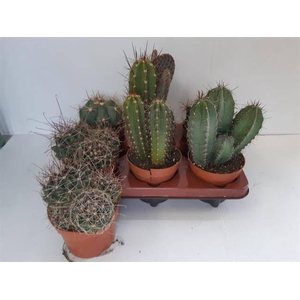 Cactus Mix 12Ø 25cm