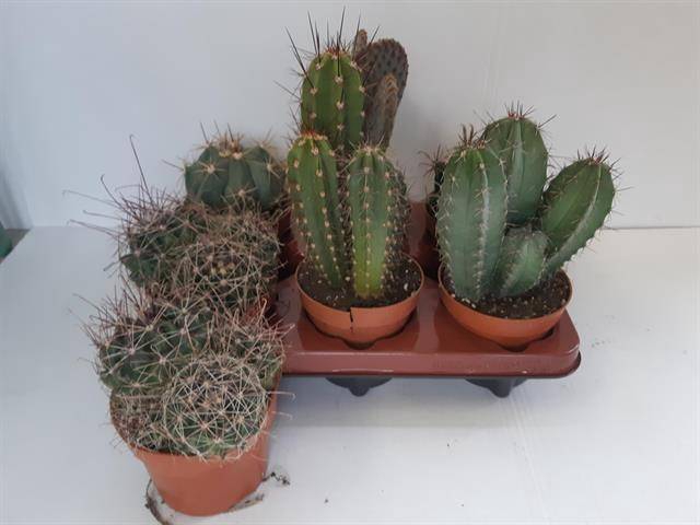 Cactus Mix 12Ø 25cm