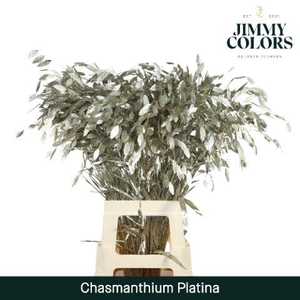 Chasmanthium L70 Metallic Platina