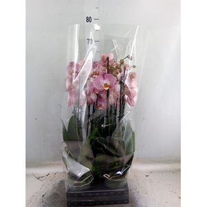 Phalaenopsis   ...