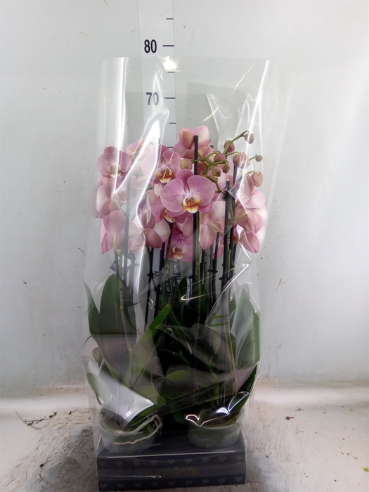 <h4>Phalaenopsis   ...</h4>