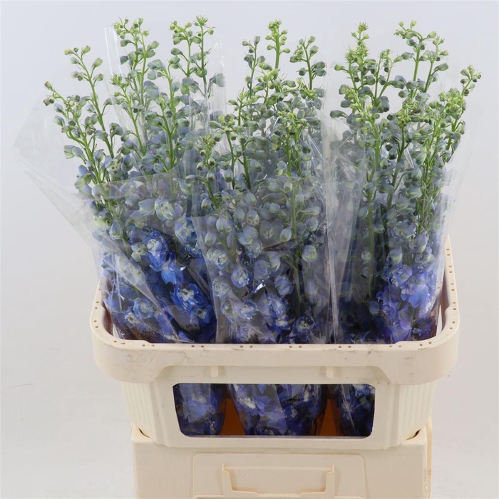 <h4>Delphinium double Aurora Blue</h4>