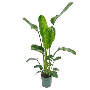 Strelitzia Nicolai (bark)