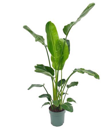 <h4>Strelitzia Nicolai (bark)</h4>