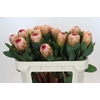 Protea Grandicolor