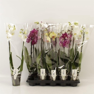 PHAL GEM
