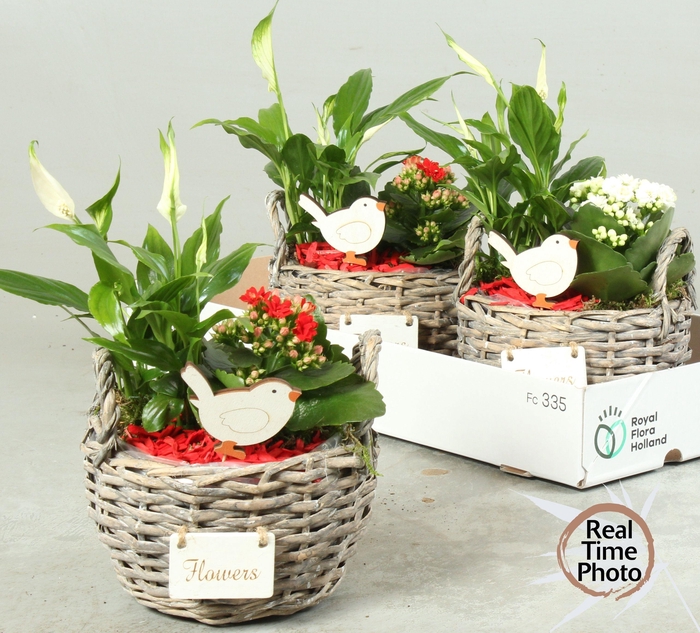 <h4>ARR KAMERPL</h4>