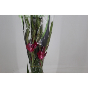 GLADIOLO 070 CM PINK