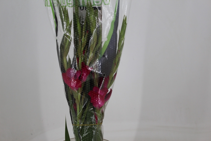 <h4>GLADIOLO 070 CM PINK</h4>