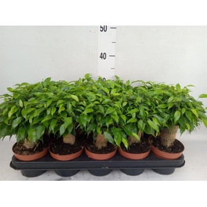 Ficus benja. 'Green Kinky'