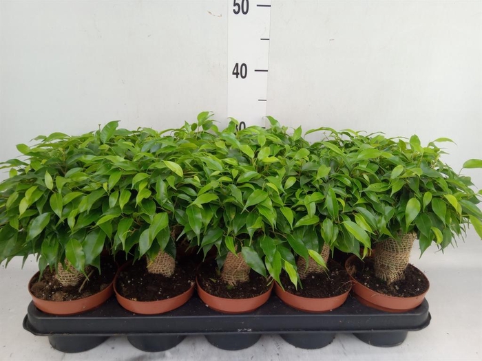 <h4>Ficus benja. 'Green Kinky'</h4>