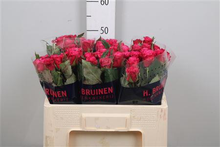 <h4>R Gr Susan</h4>