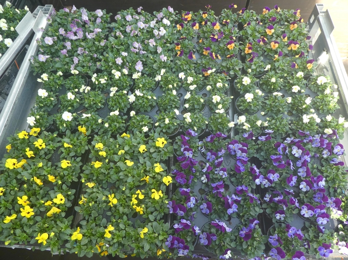 <h4>VIO CORNUTA</h4>