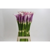 Zantedeschia Eydolls Purple White