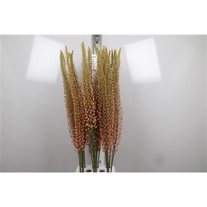 Eremurus Zalm