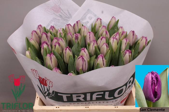 <h4>TU FR SAN CLEMENTE</h4>