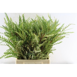 Grevilea Ivanhoe Groen