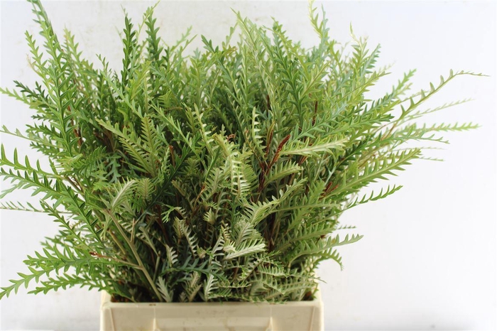 <h4>Grevilea Ivanhoe Groen</h4>