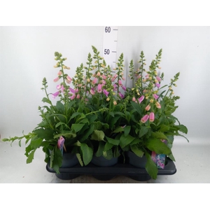 Digitalis  'Pink Panther'