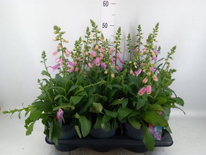 <h4>Digitalis  'Pink Panther'</h4>