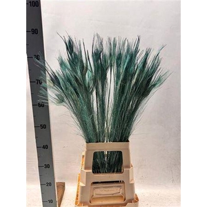 Pauwenveren H% Teint