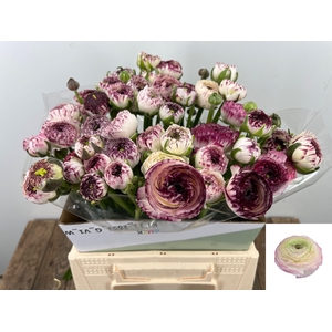 RAN ANDREA CAPPUCCIN