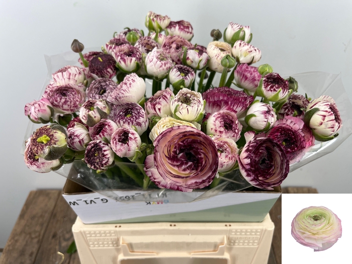 <h4>RAN ANDREA CAPPUCCIN</h4>