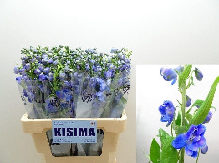 <h4>Delph Du Guard Blue</h4>