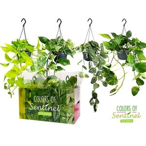 Epipremnum pinn.   HG  ...mix