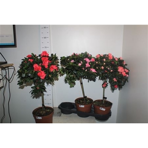 Rhodo Ov Stam 65cm