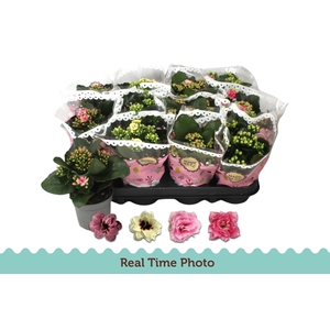 KAL GE GEM TWEEKL BL