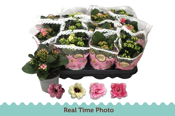 <h4>KAL GE GEM TWEEKL BL</h4>