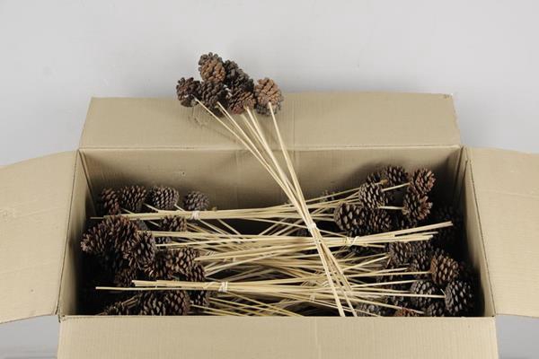 <h4>Stick Pine Cone Natural</h4>