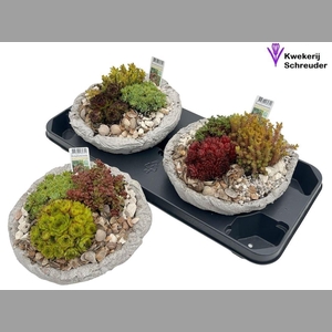 Arr Tuinplanten In Rond Beton