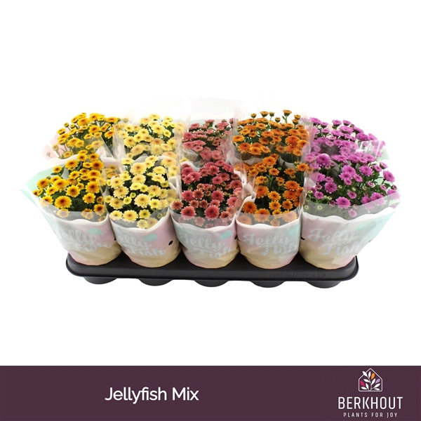 <h4>Chrysanthemum (Indicum Grp) Jellyfish gemengd</h4>