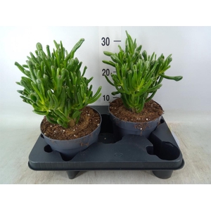 Crassula ovata 'Gollum'