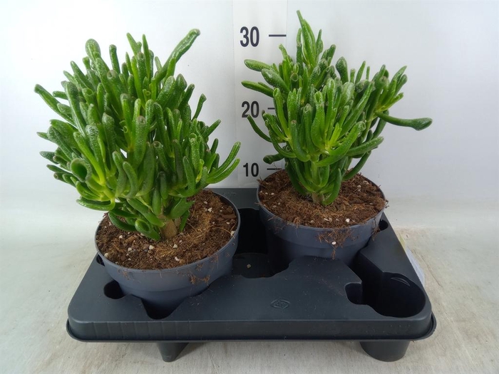 <h4>Crassula ovata 'Gollum'</h4>